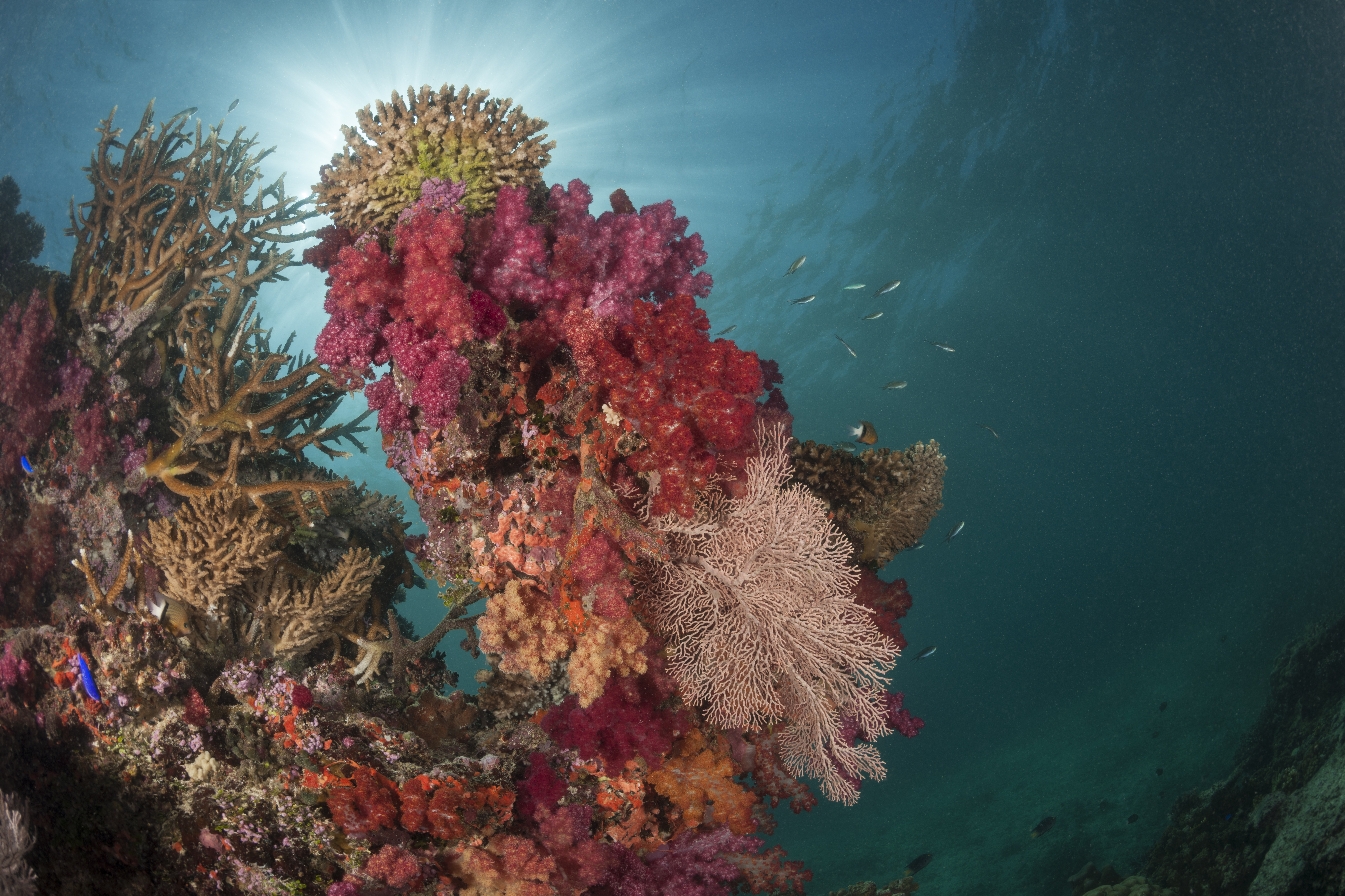 Soft coral garden, a charming dive site of the Great Sea Reef's marine protected area.